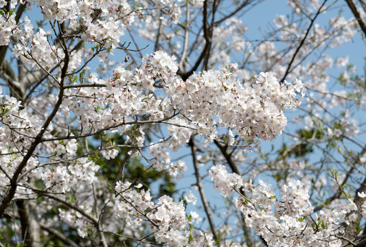 樱花