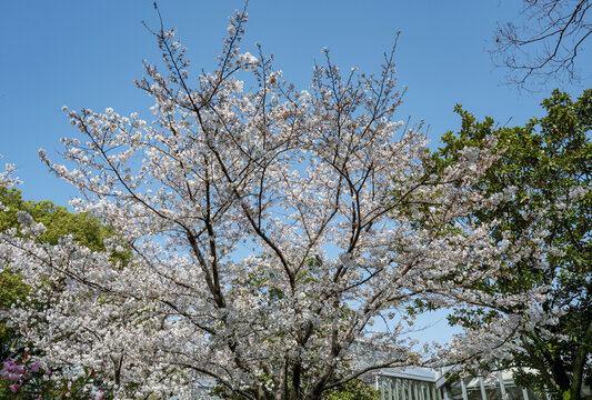 樱花枝