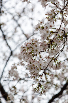 樱花树