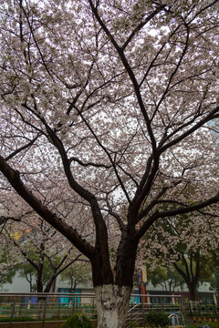 樱花树