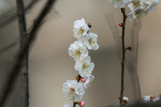 白梅花梅花春天花开梅花特写