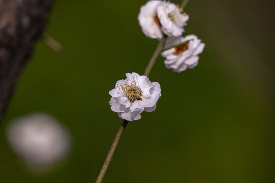 白梅花梅花春天花开梅花特写