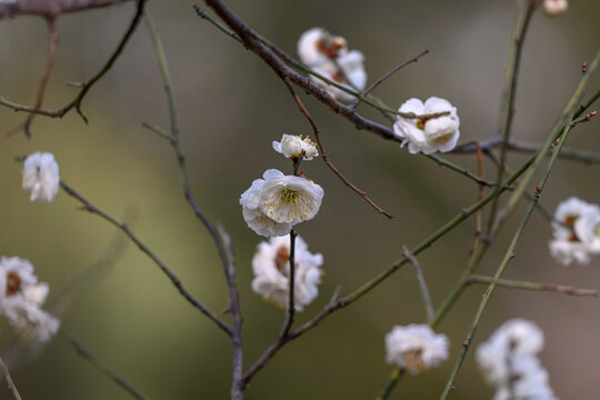 白梅花梅花春天花开梅花特写