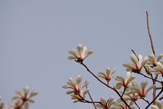 白玉兰玉兰花开春天白玉兰黑背景