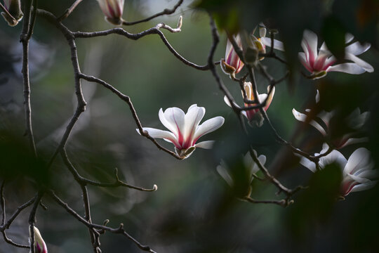 白玉兰玉兰花开春天白玉兰黑背景