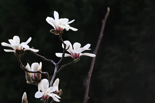 白玉兰玉兰花开春天白玉兰黑背景