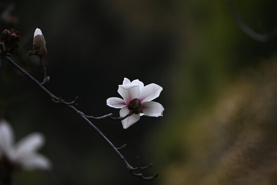 白玉兰玉兰花开春天白玉兰黑背景