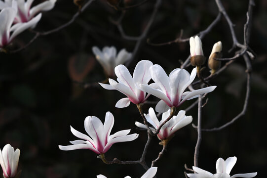 白玉兰玉兰花开春天白玉兰黑背景