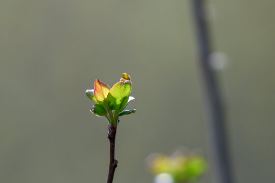 海棠发芽春天海棠花树枝发芽