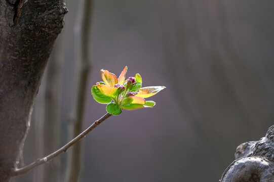 海棠发芽春天海棠花树枝发芽