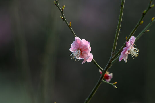 红梅花红梅花开春天梅花盛开