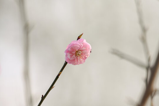 红梅花红梅花开春天梅花盛开