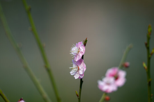 红梅花红梅花开春天梅花盛开