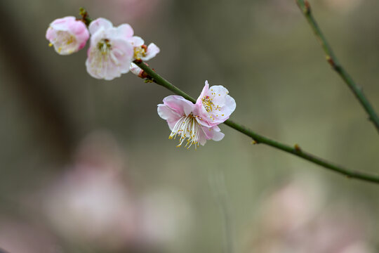 红梅花红梅花开春天梅花盛开