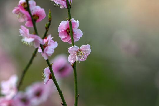 红梅花红梅花开春天梅花盛开