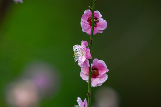 红梅花红梅花开春天梅花盛开