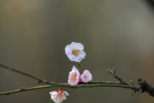 红梅花红梅花开春天梅花盛开