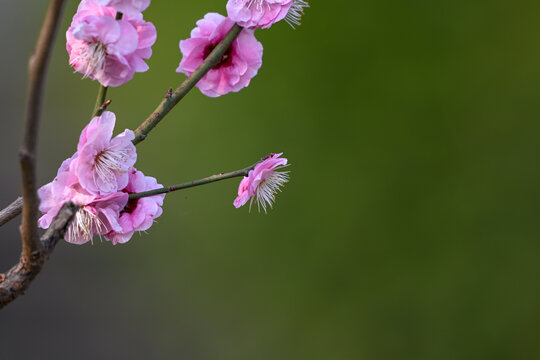 红梅花红梅花开春天梅花盛开