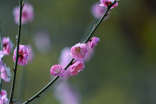 红梅花红梅花开春天梅花盛开