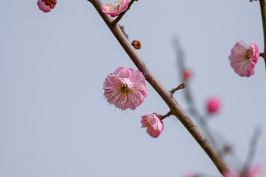 红梅花红梅花开春天梅花盛开