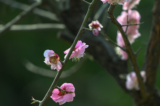 红梅花红梅花开春天梅花盛开