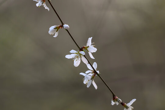 山桃花盛开春天