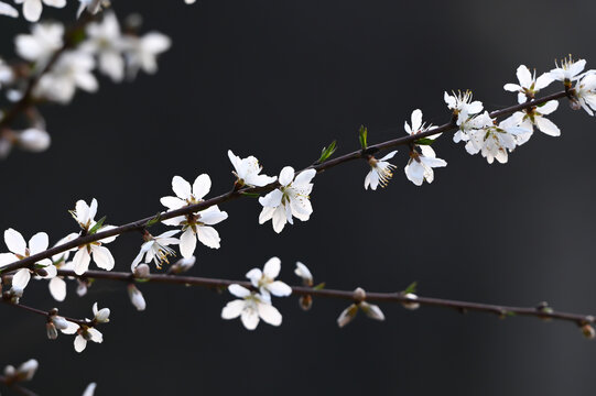 山桃花盛开春天