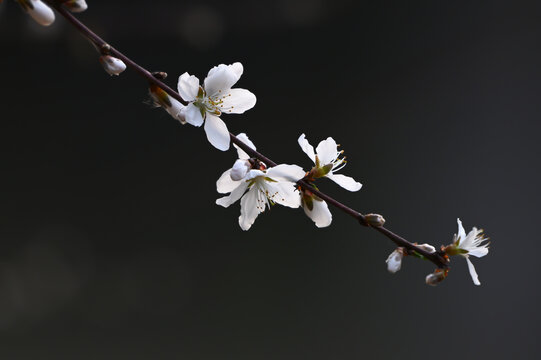 山桃花盛开春天