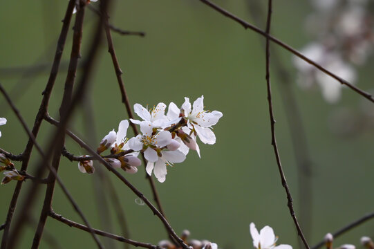 山桃花盛开春天