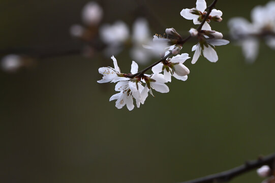 山桃花盛开春天