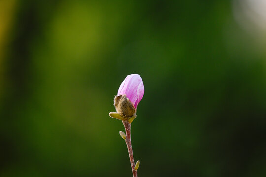 红玉兰花紫玉兰花开春天花蕾