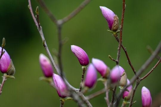 红玉兰花紫玉兰花开春天花蕾