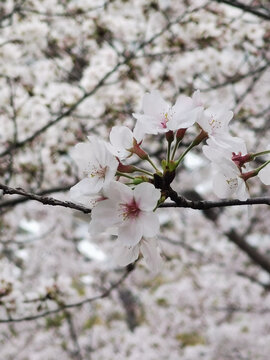 樱花