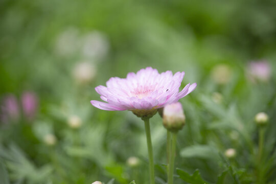 雏菊