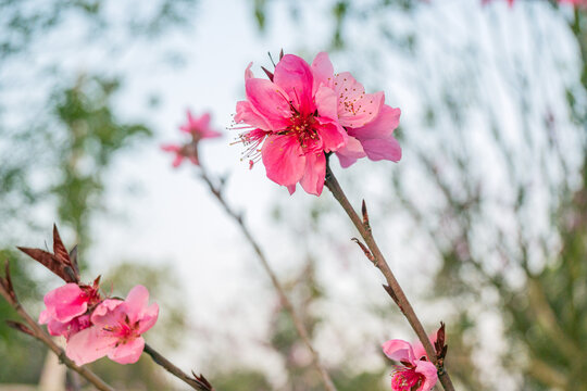 重瓣榆叶梅