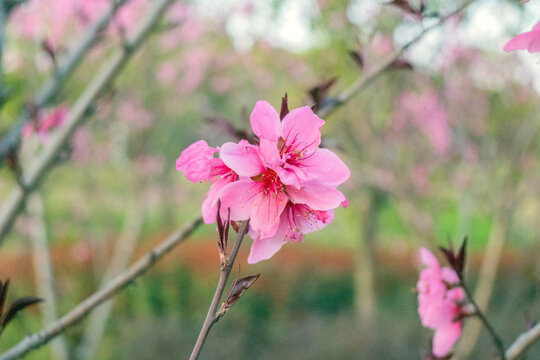 花卉特写