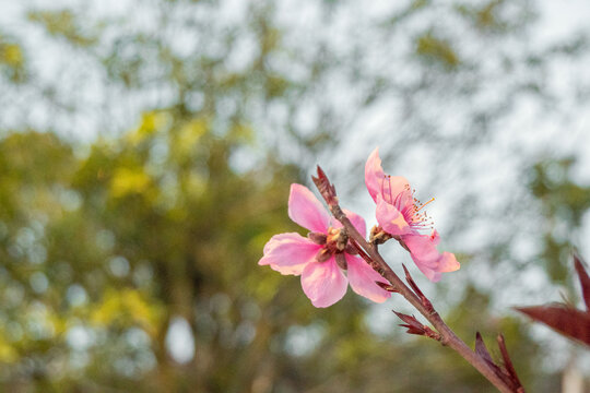 粉色桃花特写