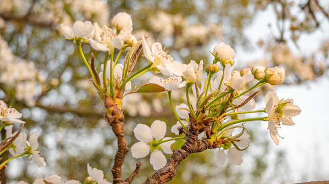 樱花树