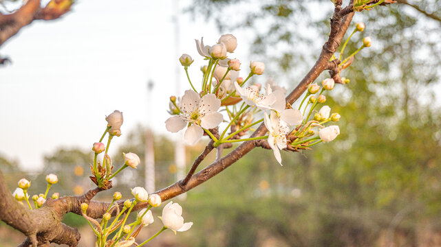 樱花花苞