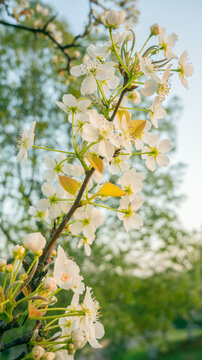 白色樱花