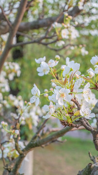 樱花树