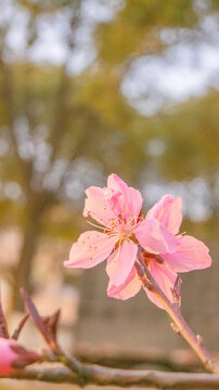 粉色樱花特写