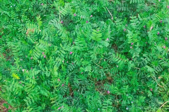 野豌豆植物