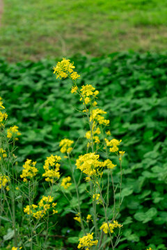 春天油菜花