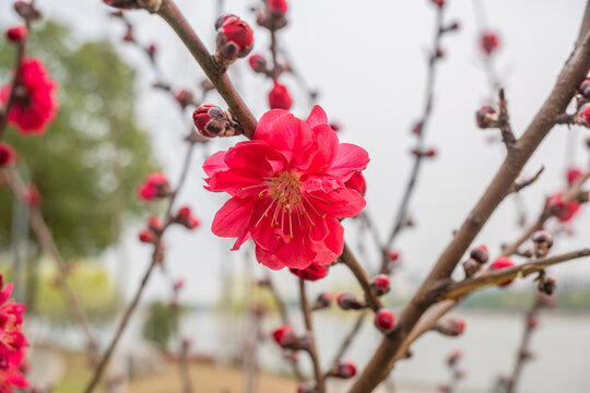 红碧桃花