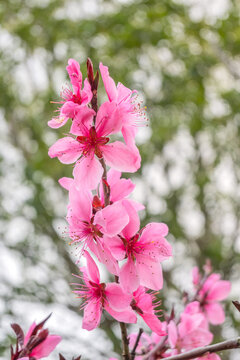 粉色樱花特写