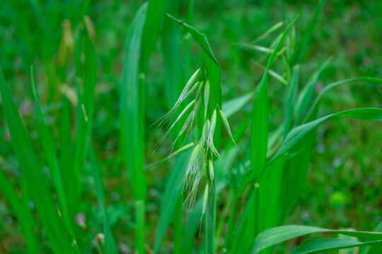 野燕麦特写