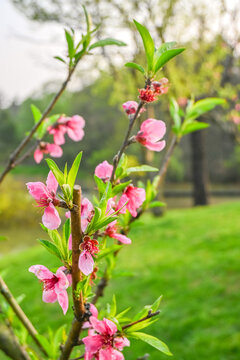 春天桃花特写