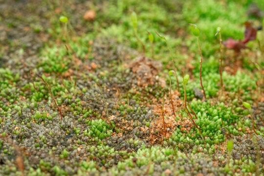 青苔微距景观