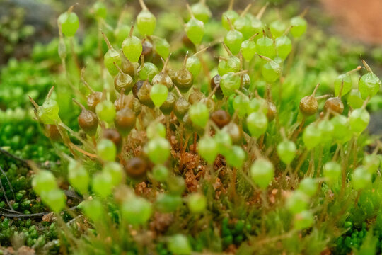 青苔植物特写